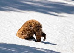 Image result for Bear with Yoyo Meme