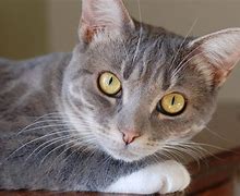 Image result for tabby cat