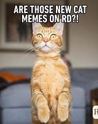 Image result for Forgetful Cat Meme