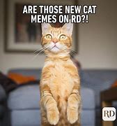 Image result for Cat Memes but Their Actally Funny