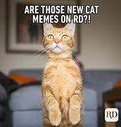 Image result for Cat Memes Know Your Meme