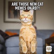 Image result for Poorly Made Cat Memes