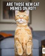 Image result for Calm Cat Meme
