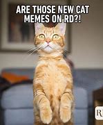 Image result for Cat Gone Meme
