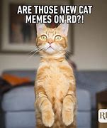 Image result for Trending Cat Meme