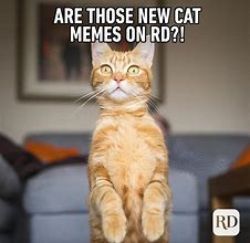 Image result for Really Funny Cat Memes