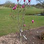 Image result for Magnolia Red as Red