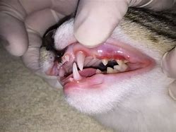 Image result for Inflammed Cat Gums