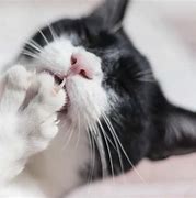 Image result for Cat Claw Infection