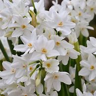 Image result for Christmas Flowers Paperwhites