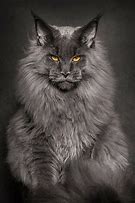 Image result for Scottish Fold Maine Coon Mix
