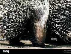 Image result for European Porcupine