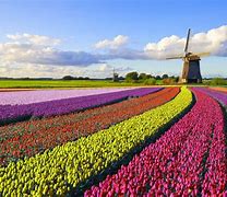 Image result for Amsterdam Flower Fields