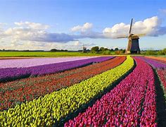 Image result for Dutch Holland