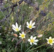 Image result for Arizona Desert Wildflowers