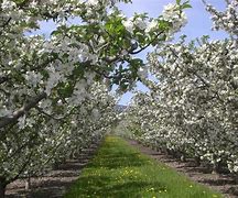 Image result for High Quality Wallpapers Apple Orchard