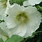 Image result for Alcea rosea red shades