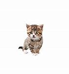 Image result for Age App On Cat