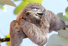 Image result for Sloth Snake