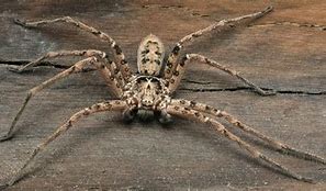 Image result for Biggest Spider Ever Seen Size