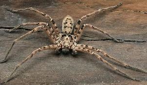Image result for Biggest Spider in the World