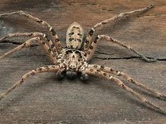 Image result for Biggest Spider On Record