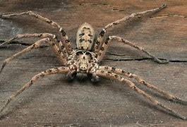Image result for Giant Huntsman Spider Facts