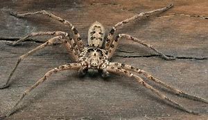 Image result for Huntsman Spider Biggest Size
