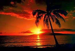 Image result for Ocean Background with Tree