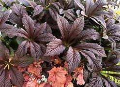 Image result for Rodgersia Bronze Peacock