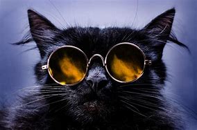 Image result for Cat W Black Shades