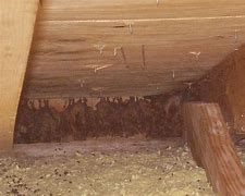 Image result for Bats in Attic