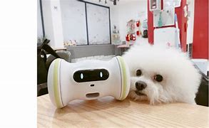 Image result for domestic robotic pet