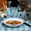 Image result for Eating Food Funny Picture