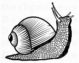 Image result for Snail Rolled Up SVG