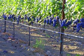 Image result for Planting Wine Grapes