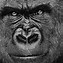 Image result for Gorilla Cool Wallpaper iPhone