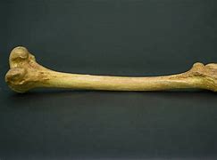 Image result for Dinosaur Femur Bone