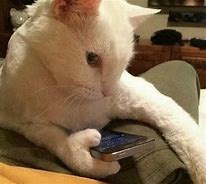 Image result for Cat Cell Phone Meme