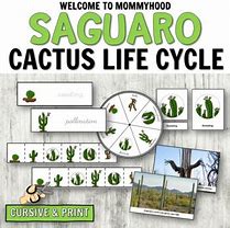 Image result for Saguaro Cactus Life Cycle