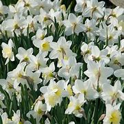 Image result for Narcissus Ice Follies