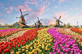 Image result for Netherlands Habitat