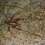 Image result for Rhaphidophoridae