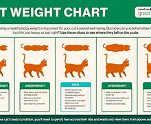 Image result for Cat Weight Loss Chart