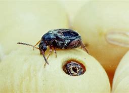 Image result for "bean-weevil"
