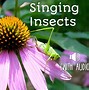 Image result for What Bugs Sing at Night