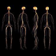 Image result for nervous system 3d model