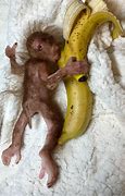 Image result for Full Body Silicone Animals