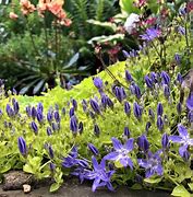 Image result for Campanula garganica