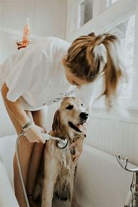 Image result for Home Dog Grooming